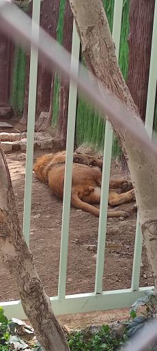 عکس پارک وحش صفه