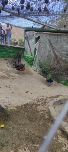 عکس پارک وحش صفه