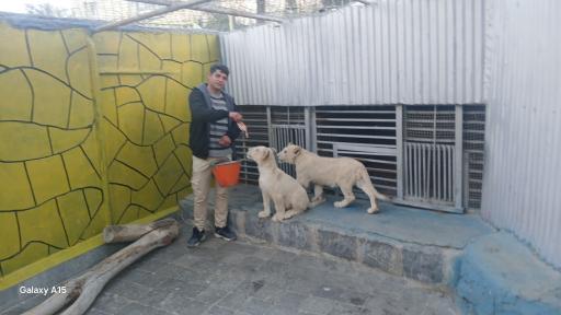 پارک وحش صفه