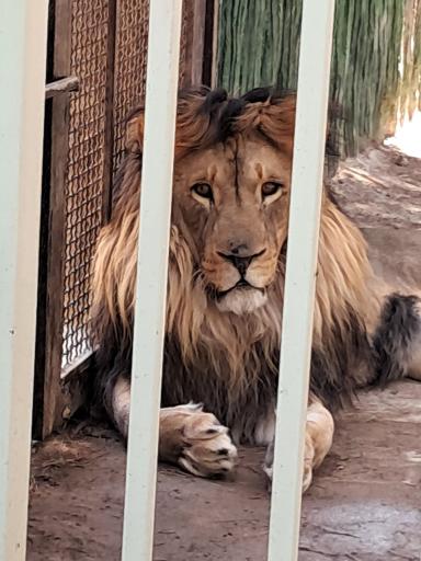 عکس پارک وحش صفه