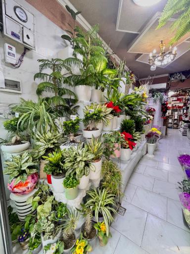 عکس گل فروشی پیونی