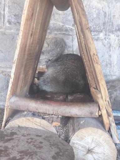 عکس پارک وحش صفه