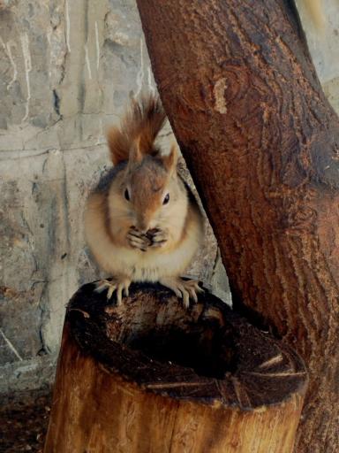 عکس پارک وحش صفه