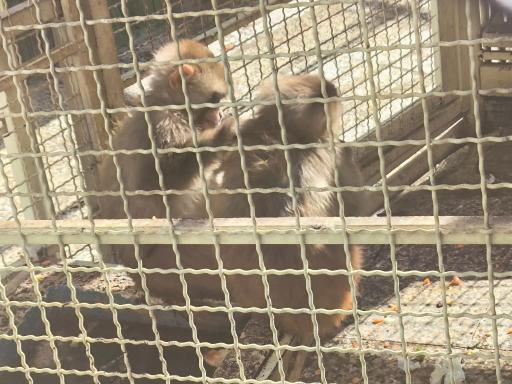 پارک وحش صفه