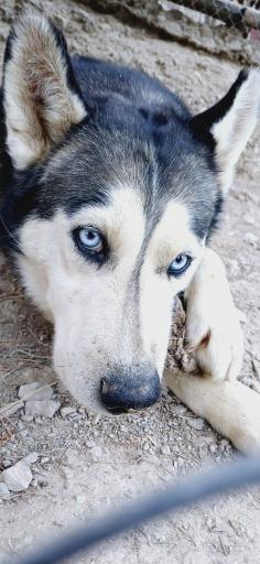 عکس پارک وحش صفه