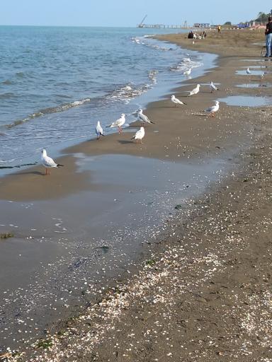 عکس ساحل کریم آباد