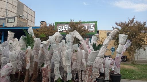 گل سرای علی اکبری