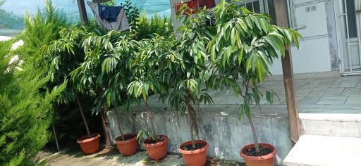 گل سرای علی اکبری