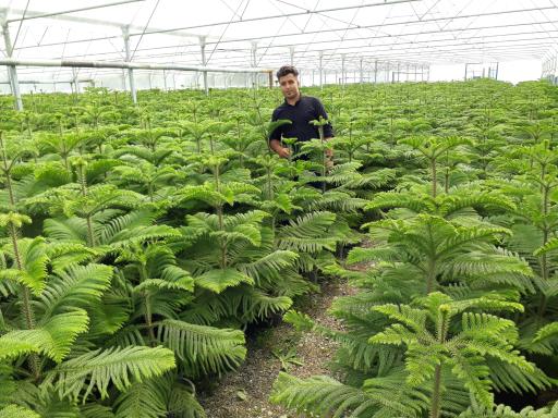 گل سرای علی اکبری