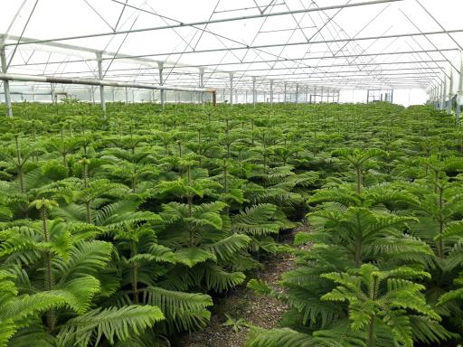 گل سرای علی اکبری