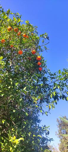 عکس گل سرای علی اکبری