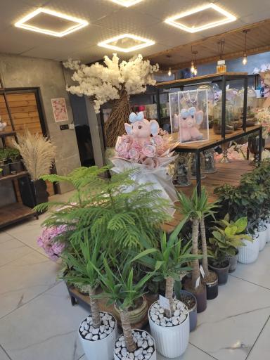 عکس گل فلورانس