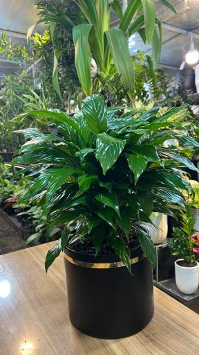 عکس گل سرای علی اکبری