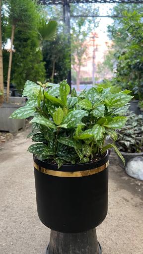 عکس گل سرای علی اکبری