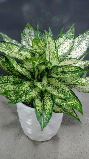 عکس گل سرای علی اکبری