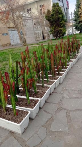 عکس گل سرای علی اکبری