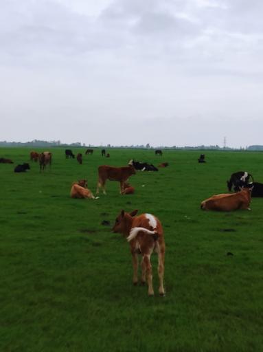 عکس مرکز اکوتوریستی روستای جیرسرباقرخاله