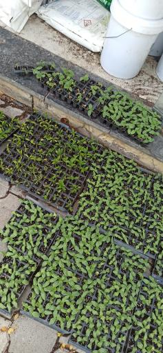 عکس خدمات کشاورزی سم کود بذر صادقی