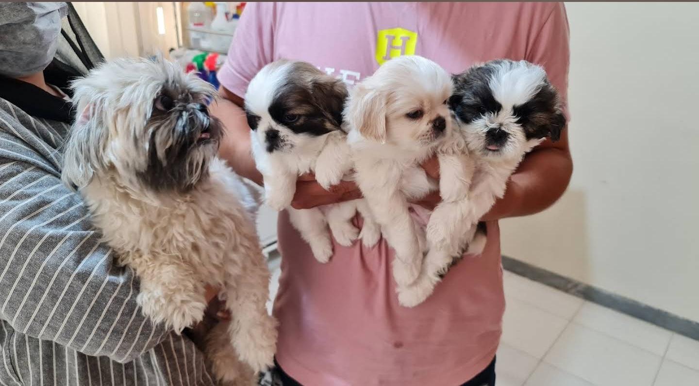 عکس کلینیک دامپزشکی سلامت