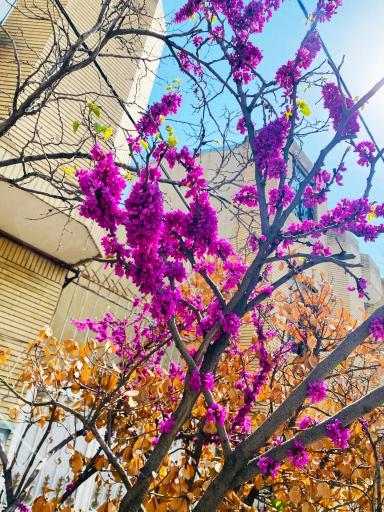 عکس قوچان