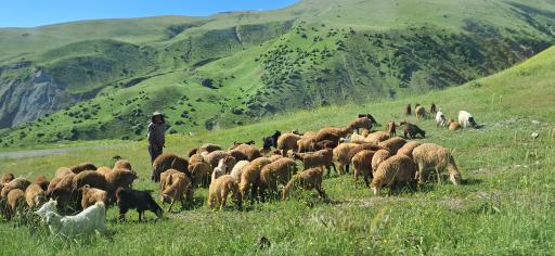 عکس حاتم مشه سی