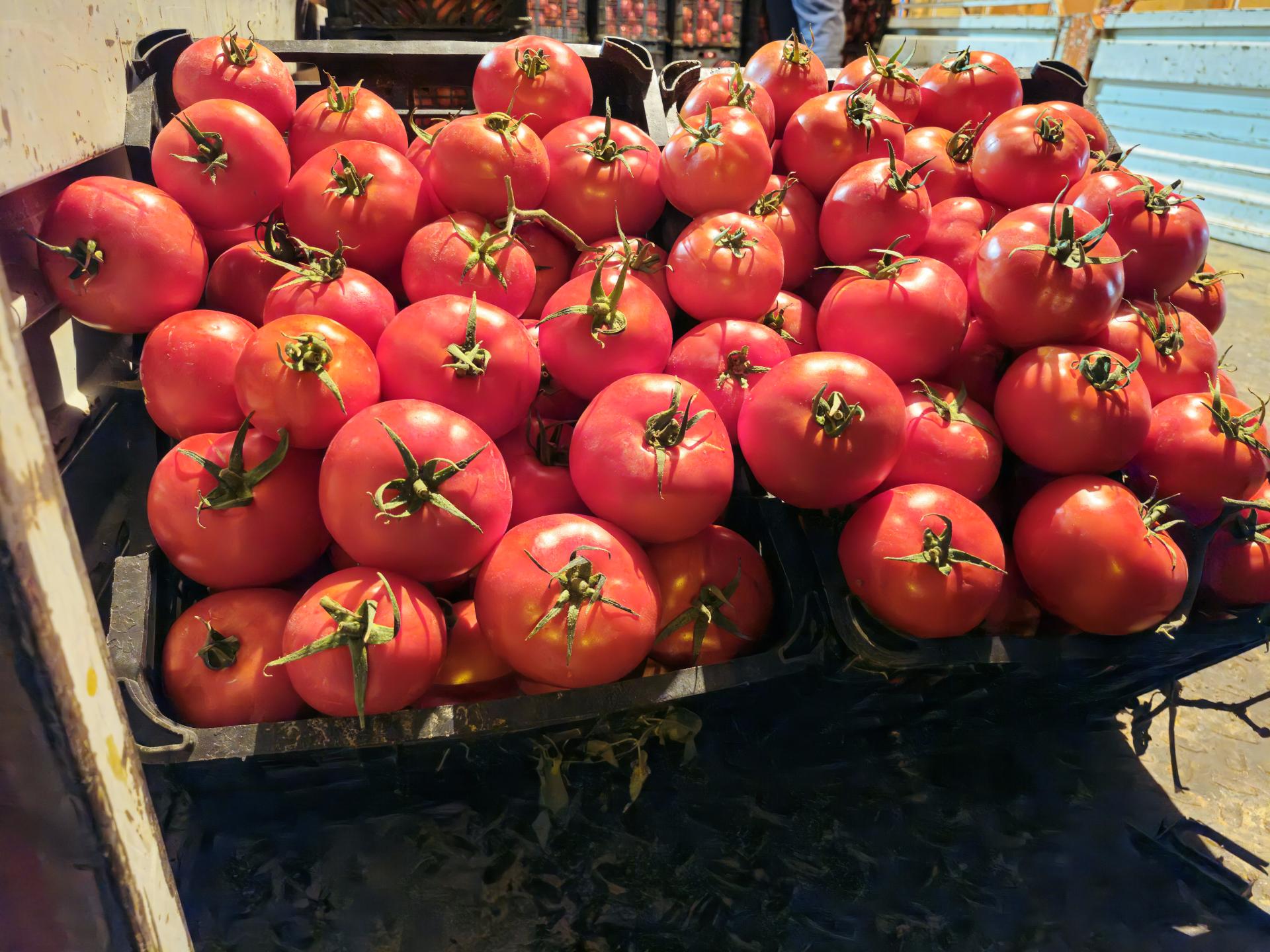 عکس بارفروشی حسین ملکی برادران