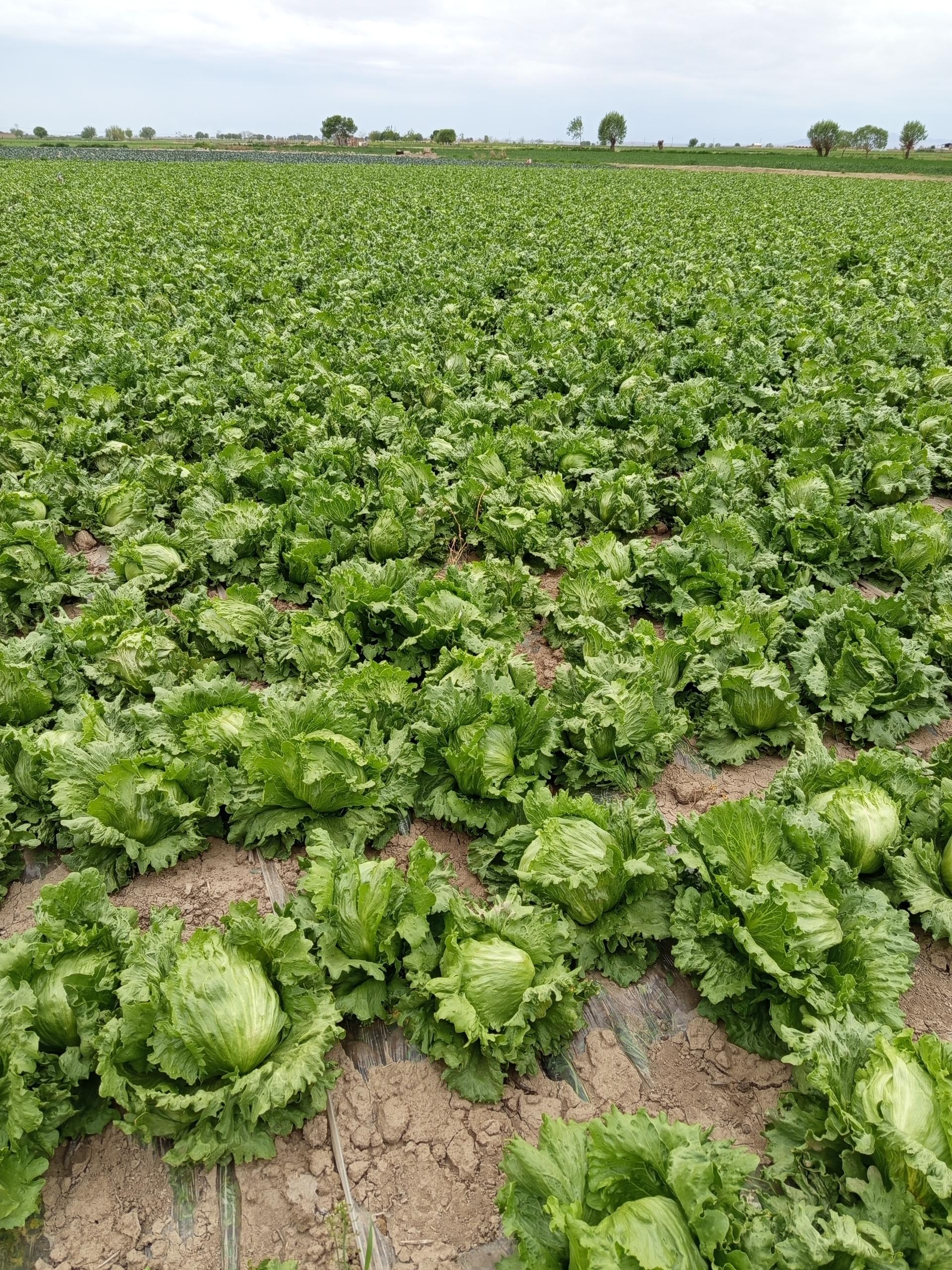 عکس کشت صنعت عرب کرمانی 