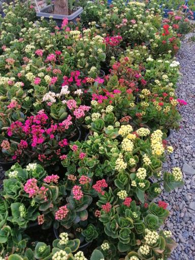 عکس گلخانه شاپرک مهندس علیرضا شفایی