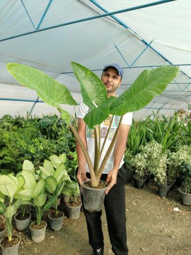 گلخانه شاپرک مهندس علیرضا شفایی