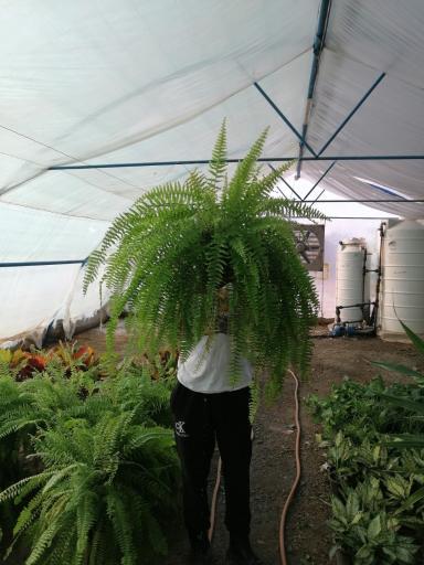 عکس گلخانه شاپرک مهندس علیرضا شفایی