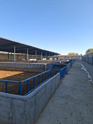 عکس دامداری فدک مقدسی