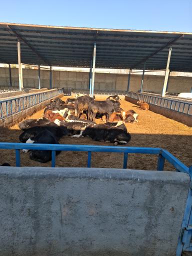 عکس دامداری فدک مقدسی