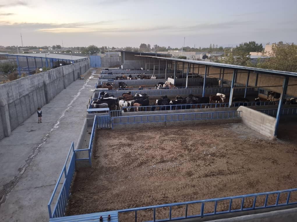 عکس دامداری فدک مقدسی