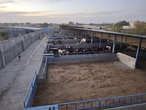 دامداری فدک مقدسی