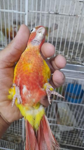 عکس پرنده سرای پرطلا 