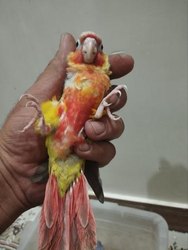 عکس پرنده سرای پرطلا 