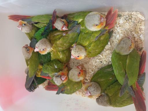 عکس پرنده سرای پرطلا 