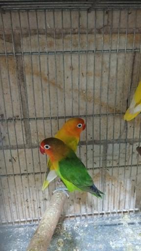 عکس پرنده سرای پرطلا 
