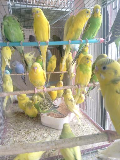 عکس پرنده سرای پرطلا 
