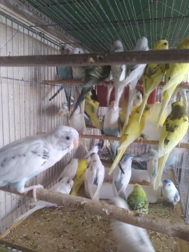 پرنده سرای پرطلا 