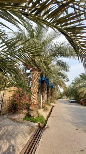 عکس بندقیر