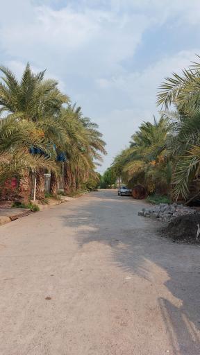عکس بندقیر