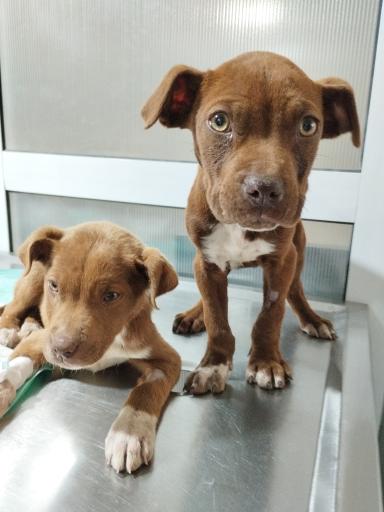 عکس کلینیک دامپزشکی پت کوچولو