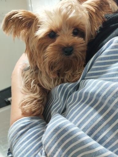 عکس کلینیک دامپزشکی پت کوچولو