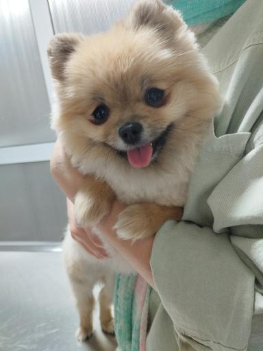 کلینیک دامپزشکی پت کوچولو