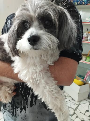 کلینیک دامپزشکی پت کوچولو