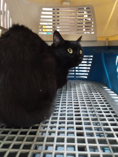 عکس کلینیک دامپزشکی پت کوچولو