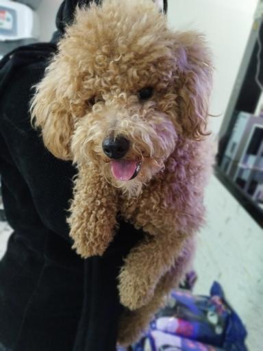 عکس کلینیک دامپزشکی پت کوچولو