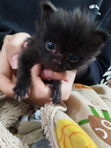 کلینیک دامپزشکی پت کوچولو