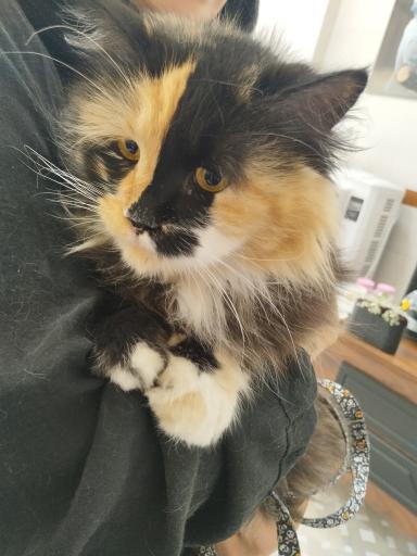 عکس کلینیک دامپزشکی پت کوچولو